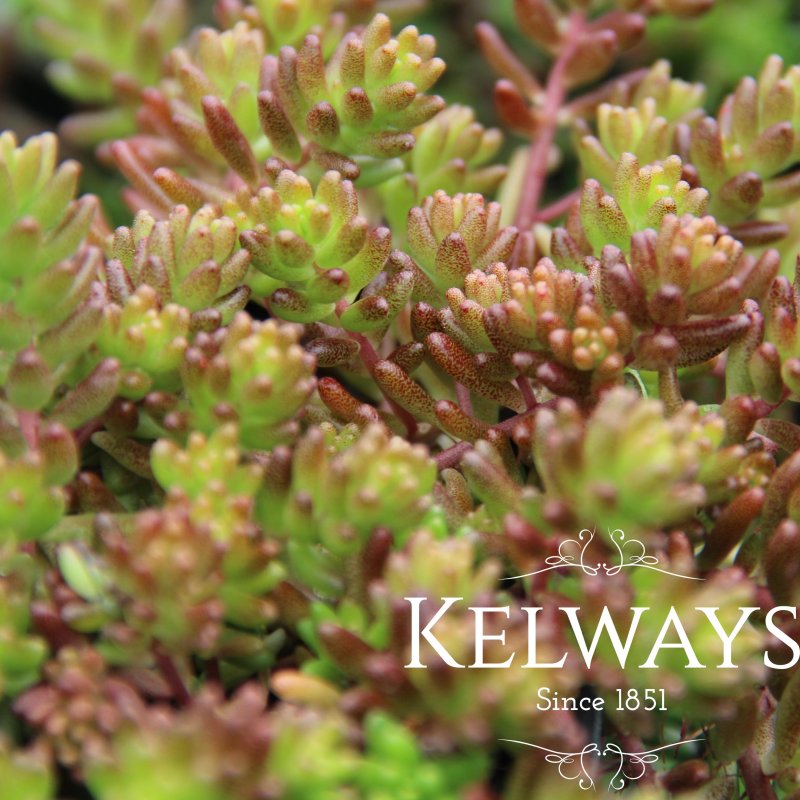 Sedum album 'Coral Carpet'