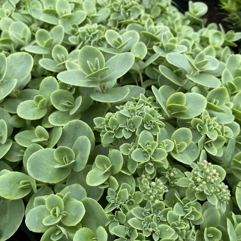 Hylotelephium 'Lime Zinger' PBR (SunSparkler Series)