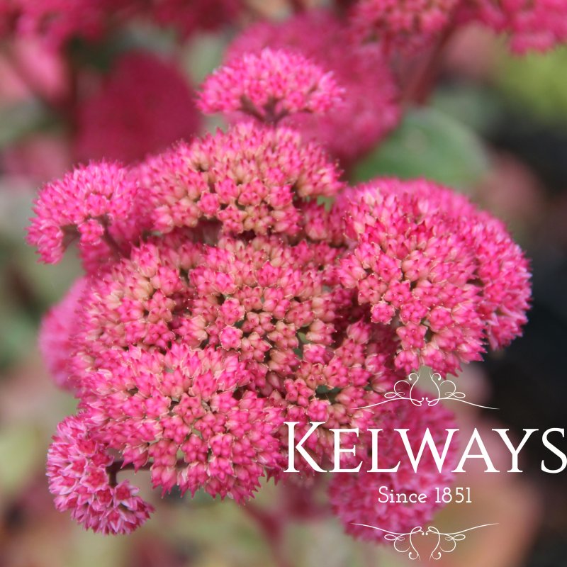 Hylotelephium 'Red Cauli'