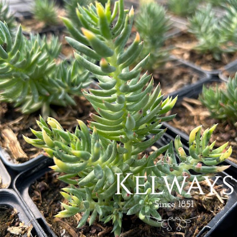 Sedum sediforme (9cm pot)