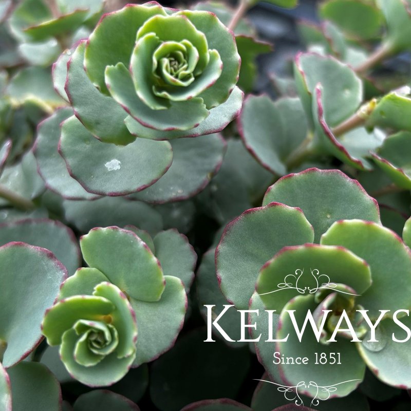 Sedum sieboldii