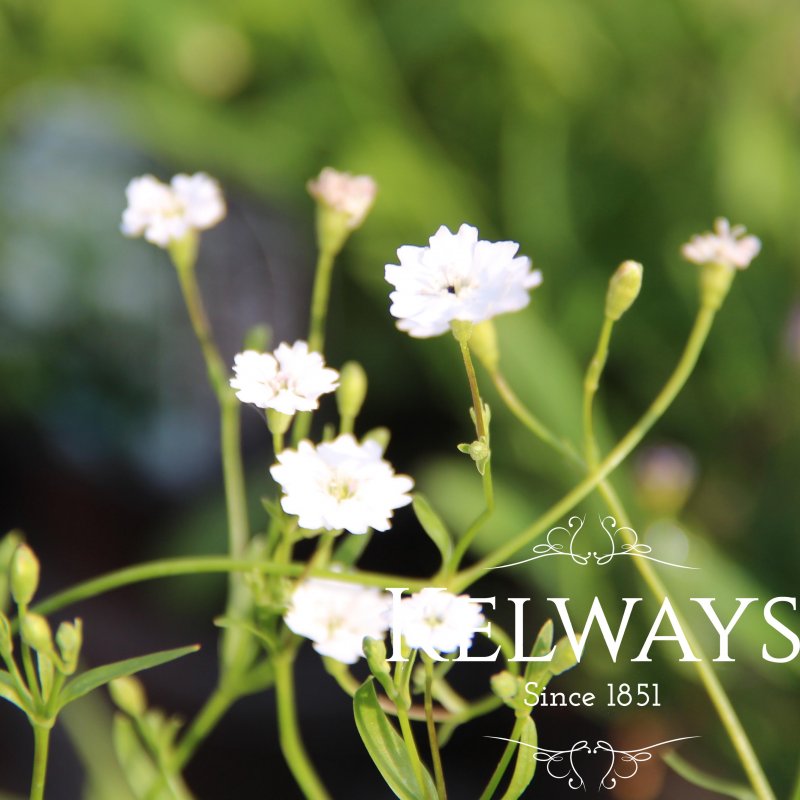 Heliosperma alpestre 'Starry Dreams'