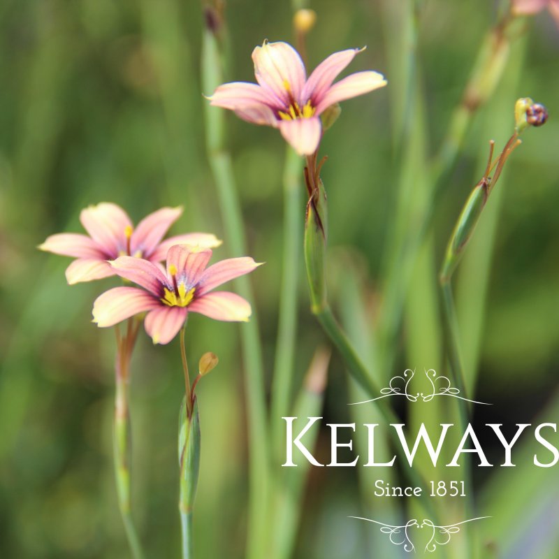 Sisyrinchium 'Biscutella'