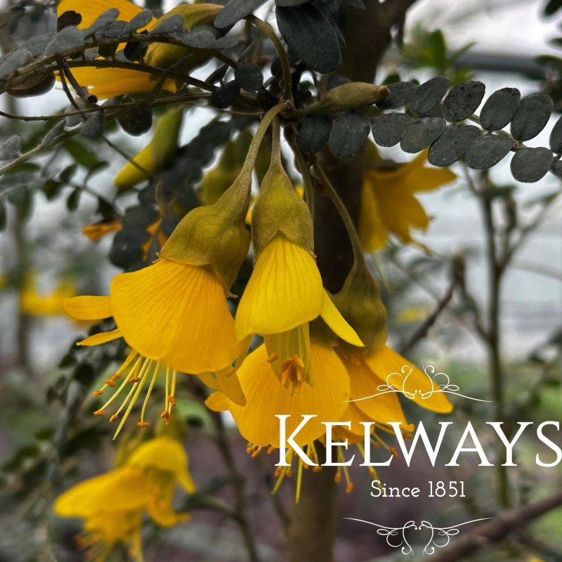 Sophora 'Sun King'