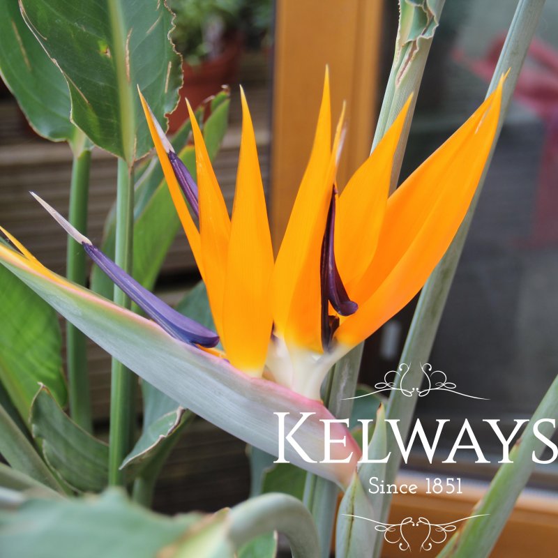 Strelitzia reginae