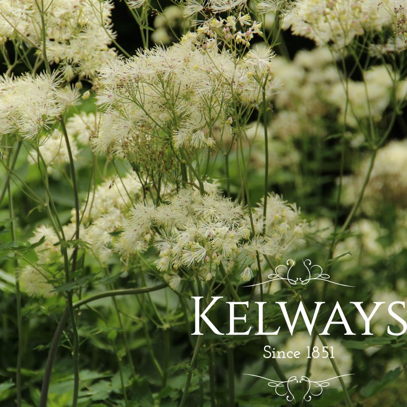 Thalictrum delavayi 'Album'