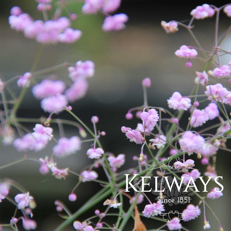 Thalictrum delavayi 'Hewitt's Double' (d)