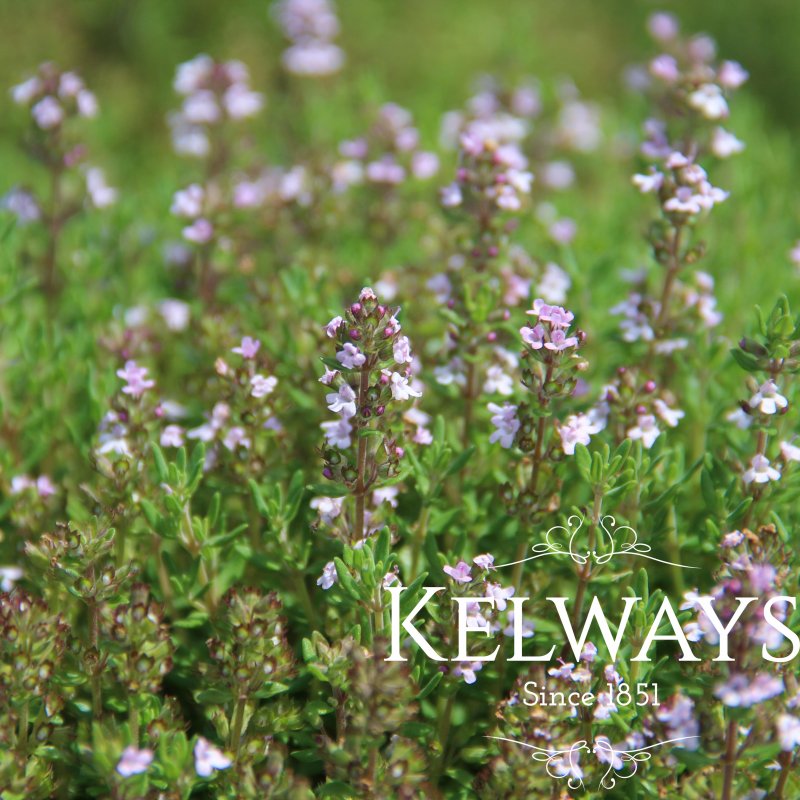 Thymus 'Porlock'