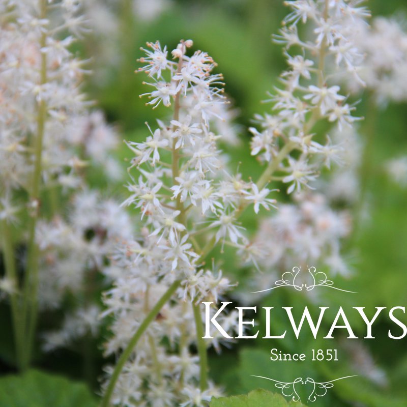 Tiarella cordifolia