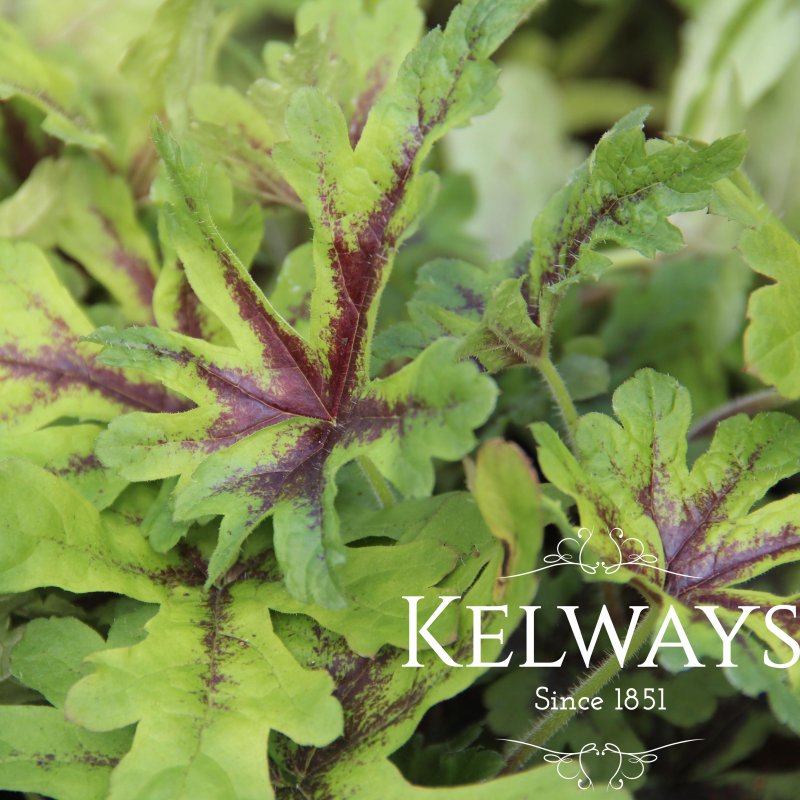 Tiarella 'Iron Butterfly' PBR (v)