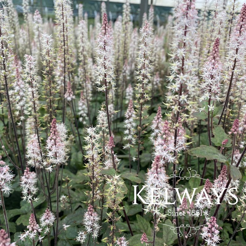 Tiarella 'Pink Skyrocket' PBR