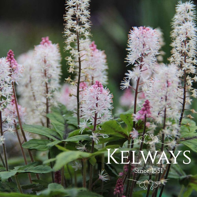 Tiarella 'Spring Symphony' PBR