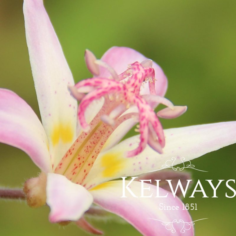 Tricyrtis 'Tojen'