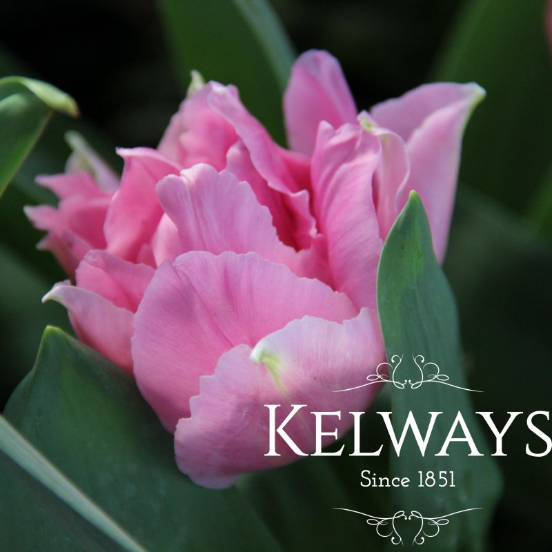 Tulipa 'Angelique' (11)