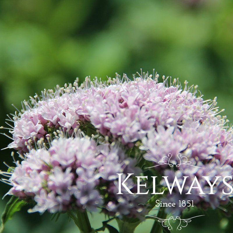 Valeriana pyrenaica