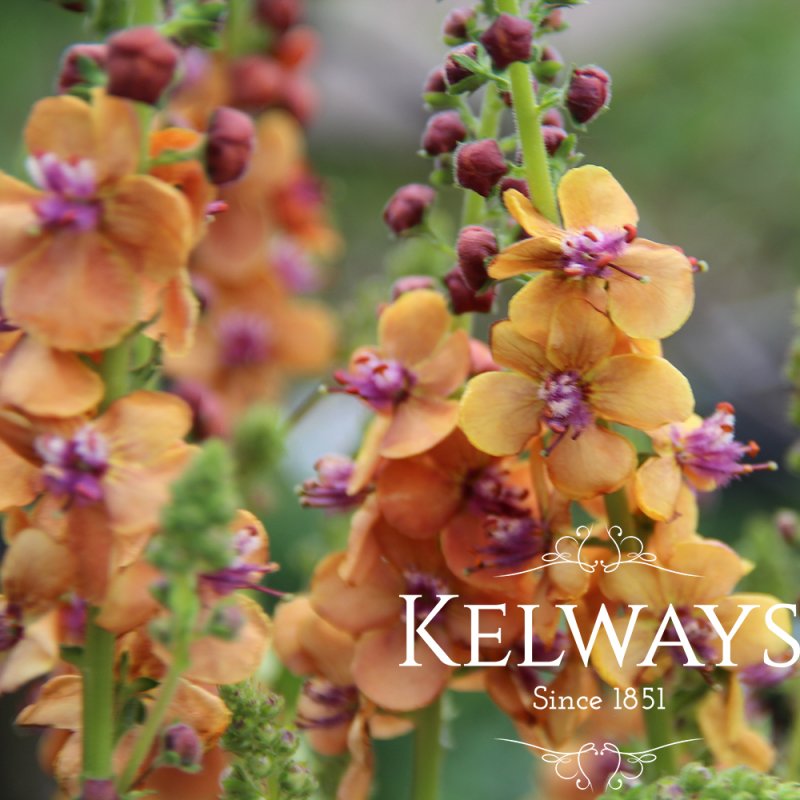 Verbascum 'Clementine'