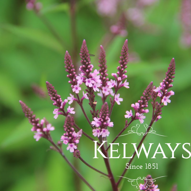 Verbena hastata f. rosea