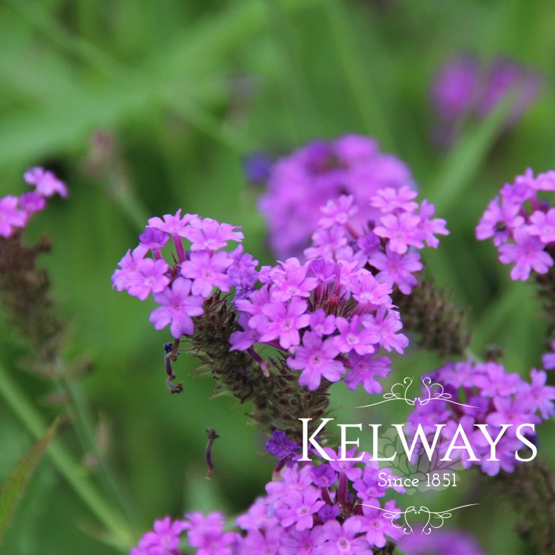 Verbena rigida