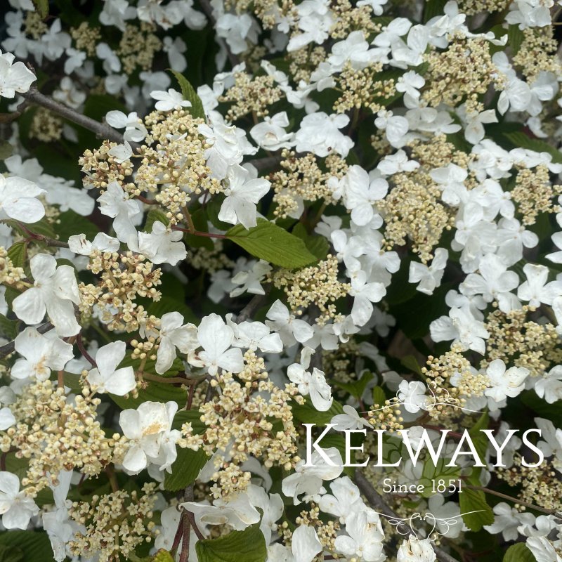 Viburnum plicatum f. tomentosum 'Mariesii'