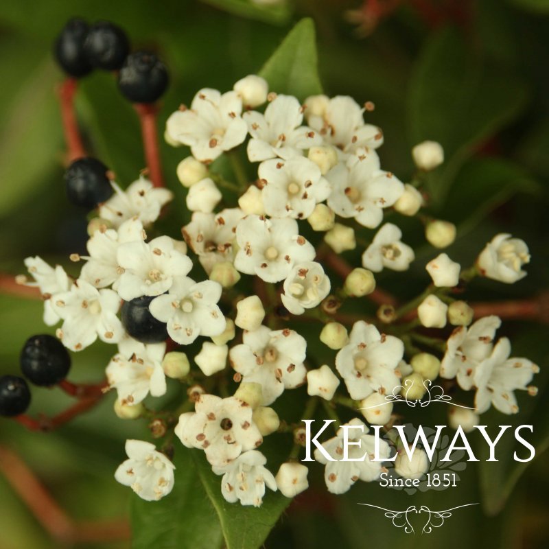 Viburnum tinus (7.5 litre pot)