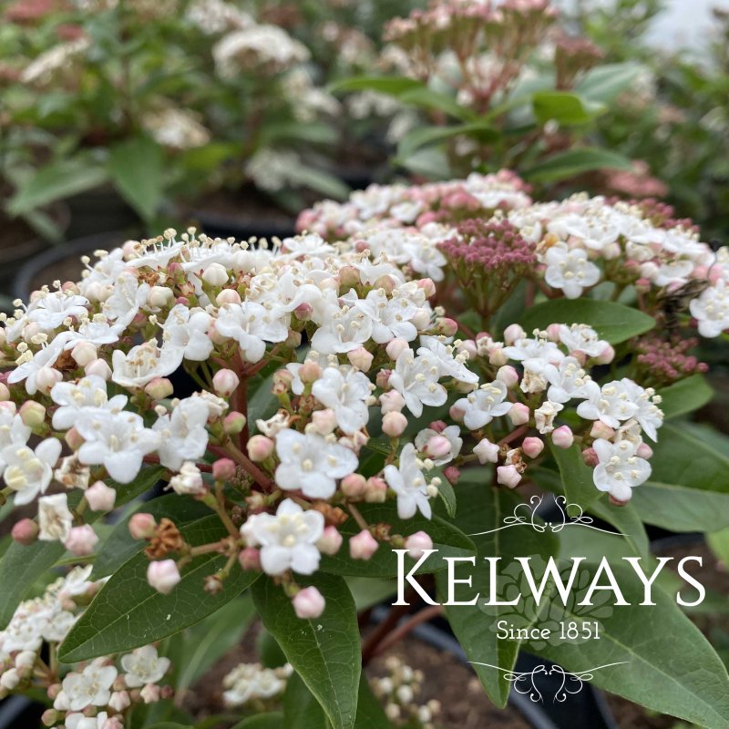 Viburnum tinus SPIRIT ('Anvi' PBR)
