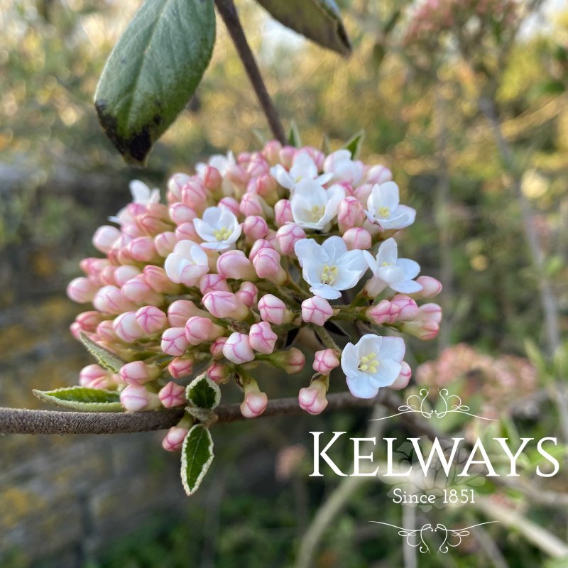 Viburnum x burkwoodii (3 litre pot)