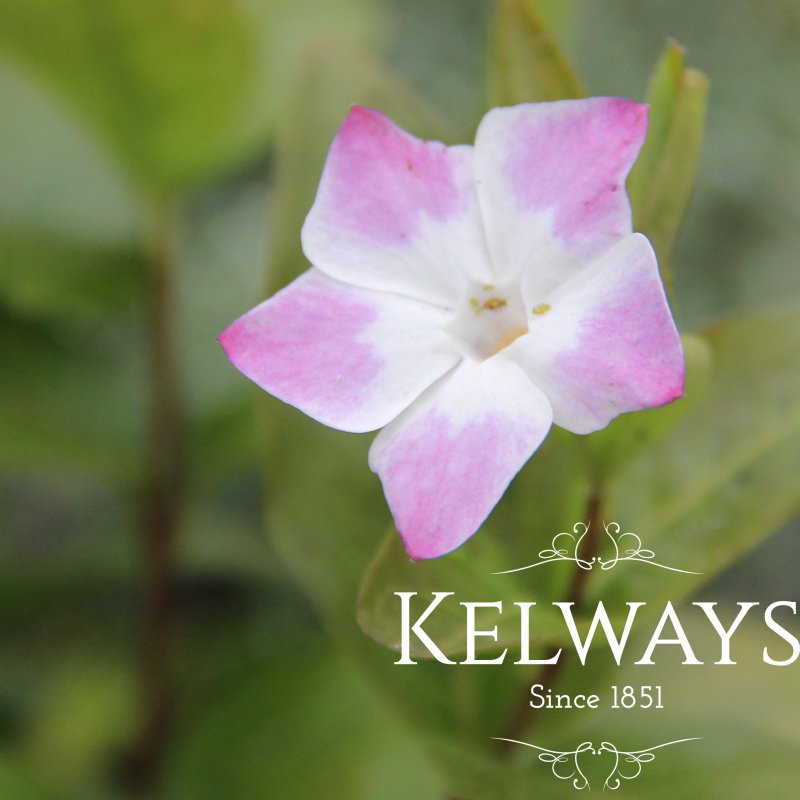 Vinca difformis 'Jenny Pym'