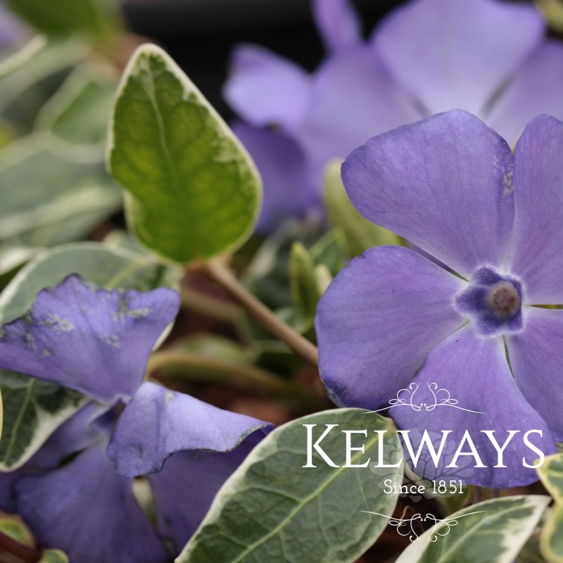 Vinca minor 'Ralph Shugert' (v) (3 litre pot)