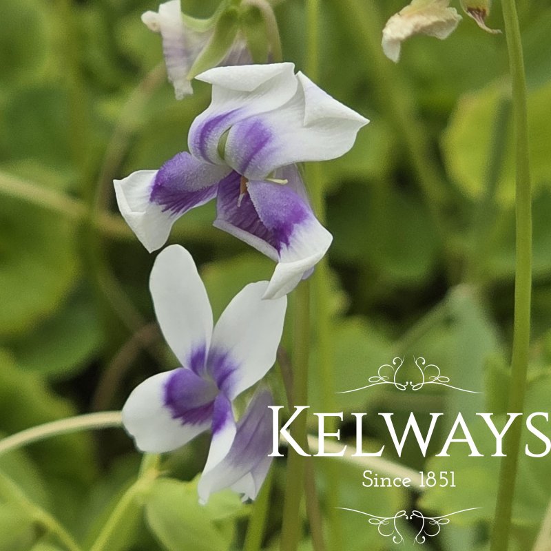 Viola hederacea