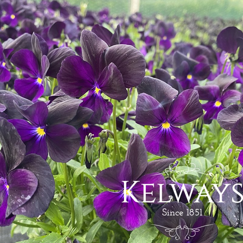 Viola 'Roscastle Black' (Va)