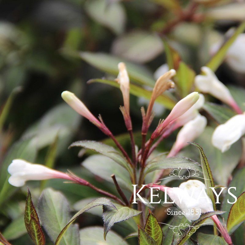 Weigela BLACK AND WHITE ('Courtacad 1' PBR) (3 litre pot)