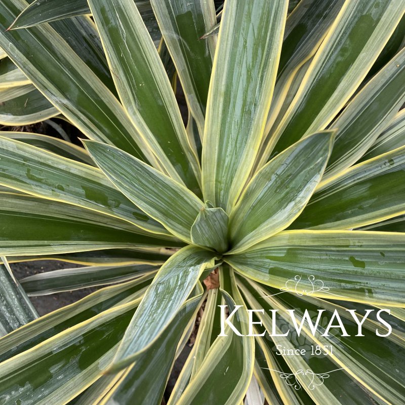Yucca gloriosa 'Variegata' (v)