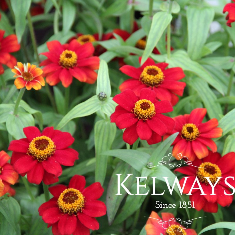 Zinnia 'Zany Scarlet' (Zany Series)