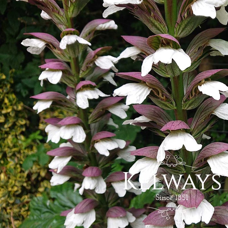 Acanthus mollis