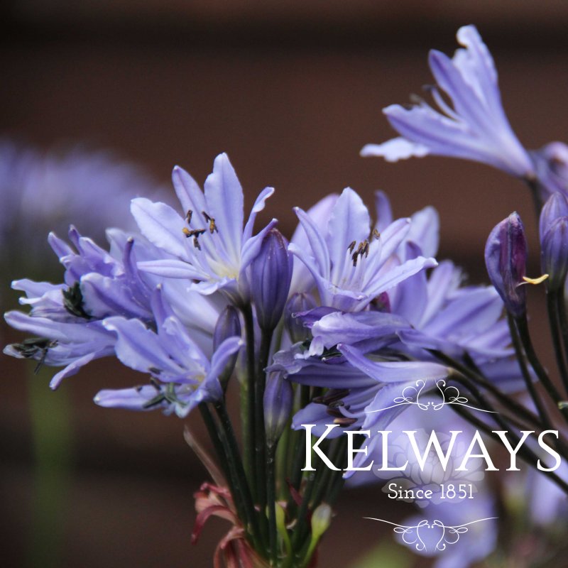 Agapanthus Summer Love Blue ('Corag02bl') (Summer Love Series)