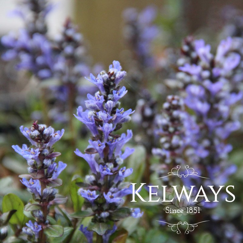 Ajuga tenorei 'Valfredda'