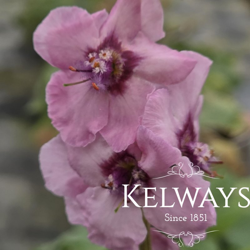 Verbascum (Cotswold Group) 'Pink Domino'