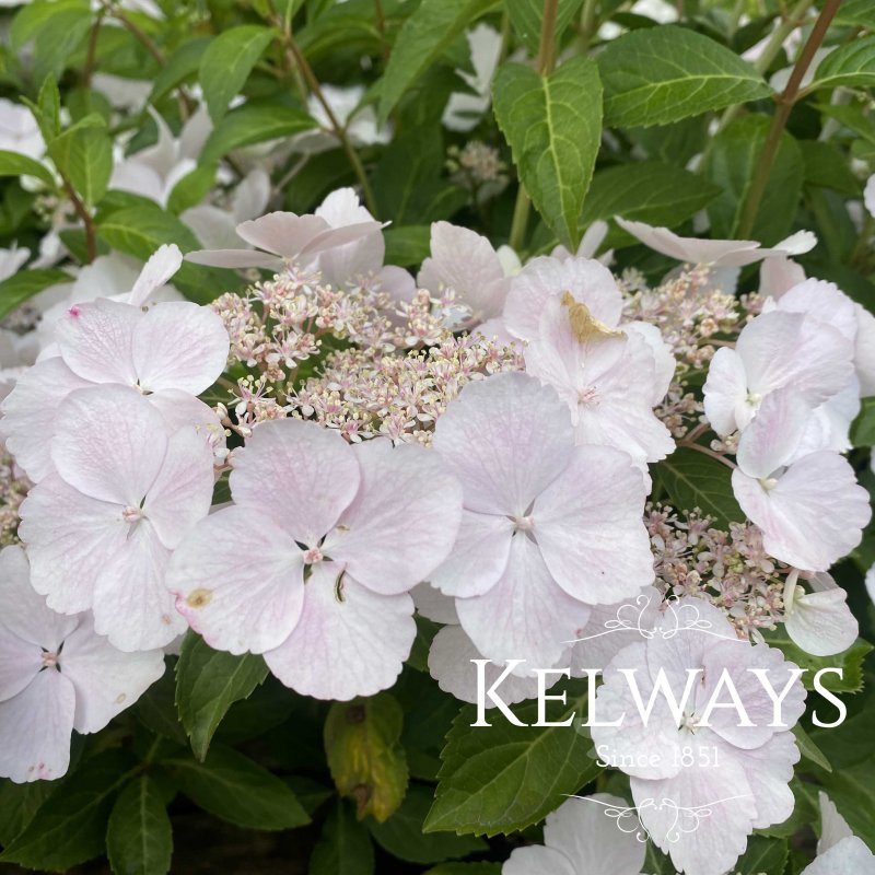 Hydrangea Runaway Bride Snow White ('Ushyd0405' PBR)