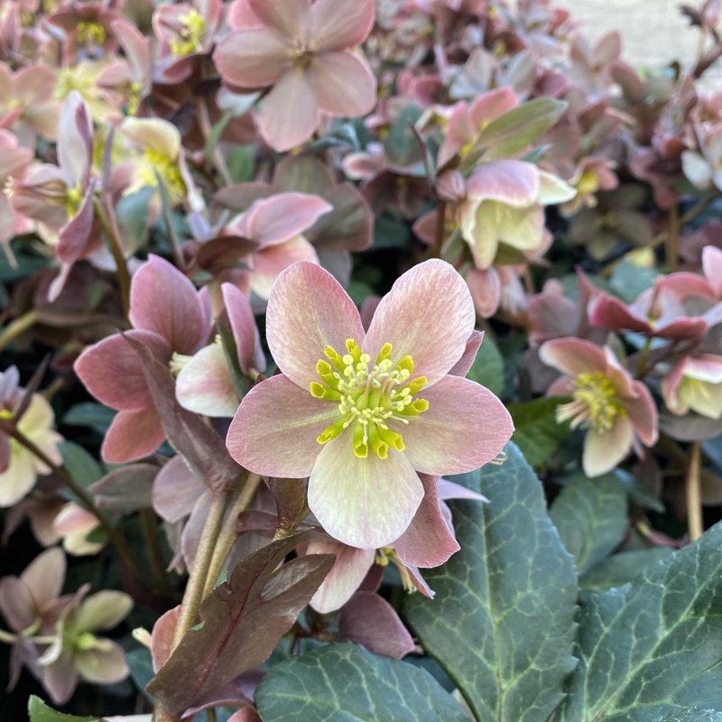 Helleborus x ballardiae HGC MERLIN ('Coseh810' PBR)