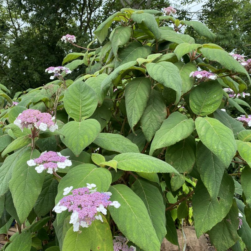 Hydrangea aspera 'Macrophylla'