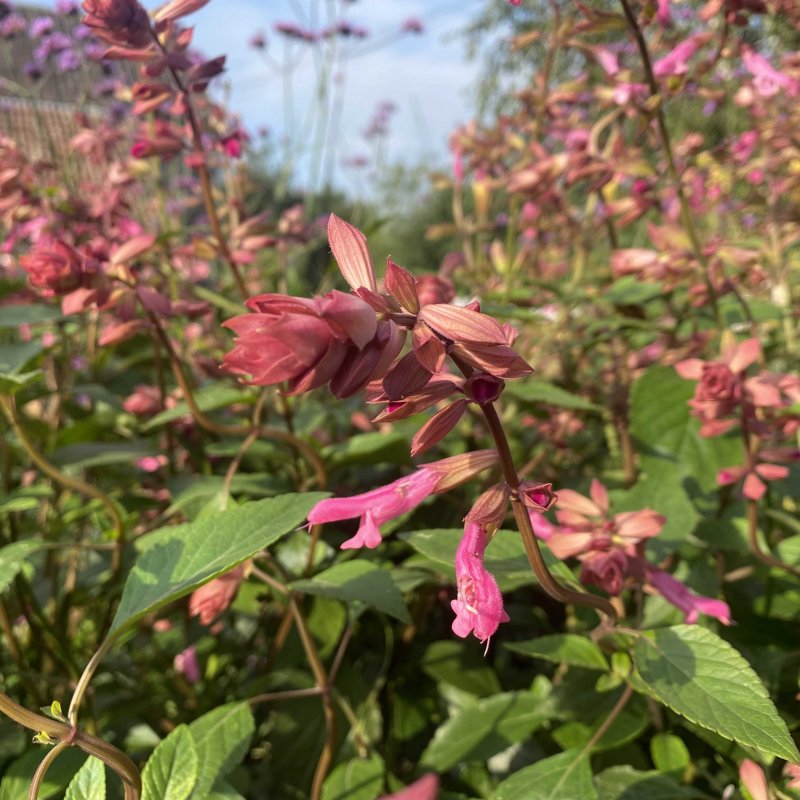 Salvia 'Kisses and Wishes' PBR