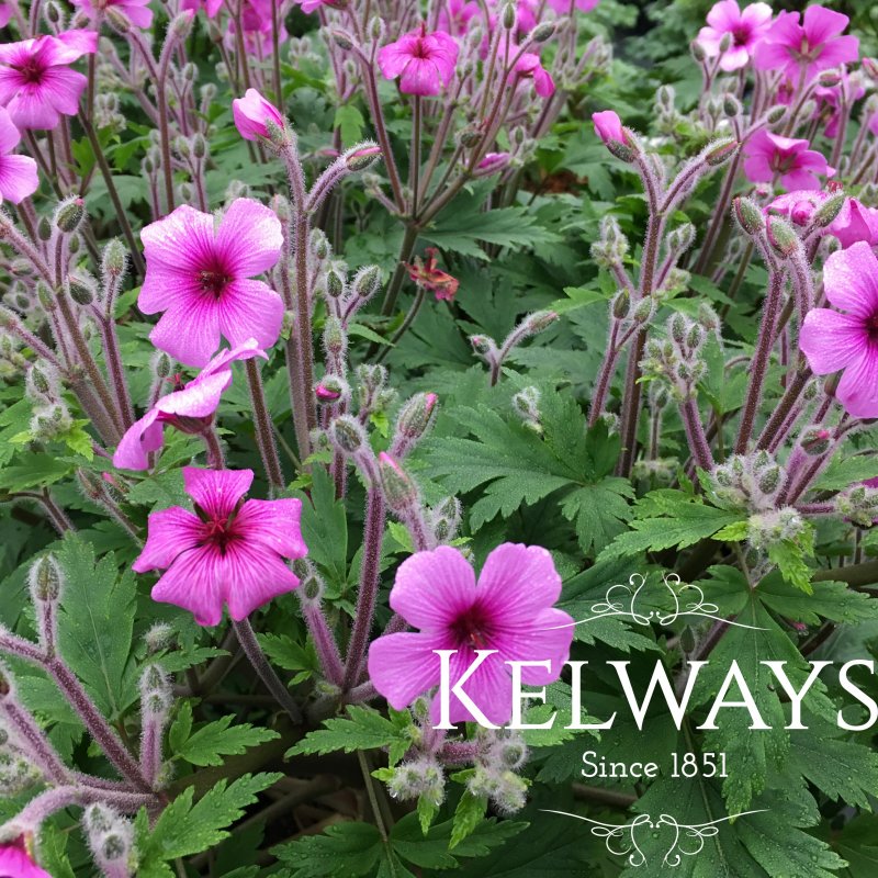 Geranium maderense