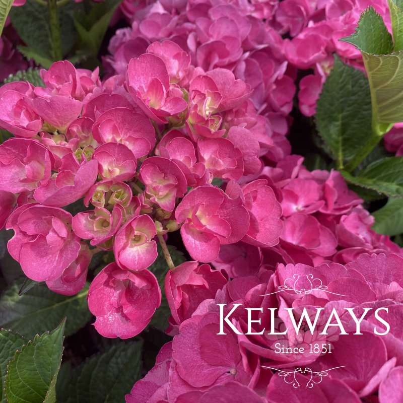 Hydrangea macrophylla 'Julisa' (H) (3 litre pot)