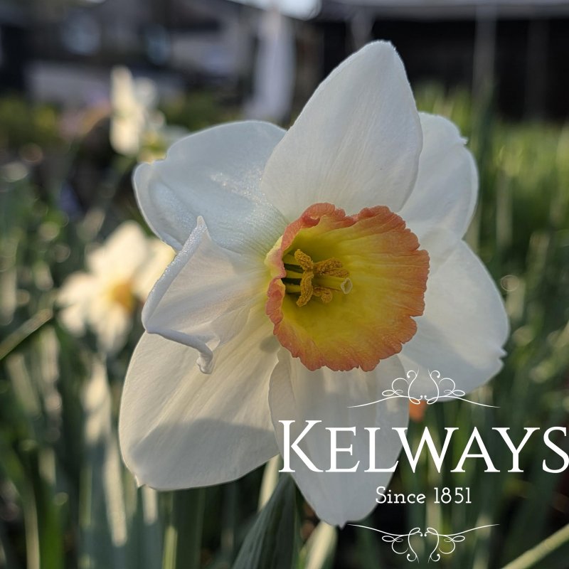 Narcissus 'High Society' (1 litre pot)