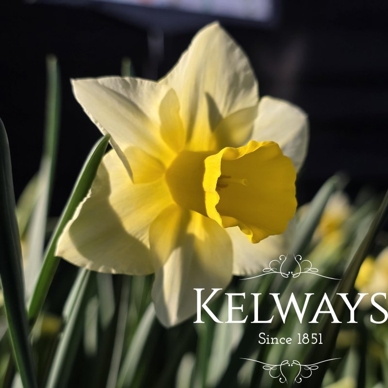 Narcissus 'Golden Echo' (7)