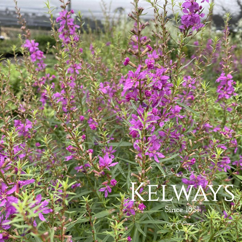 Lythrum salicaria 'Swirl'