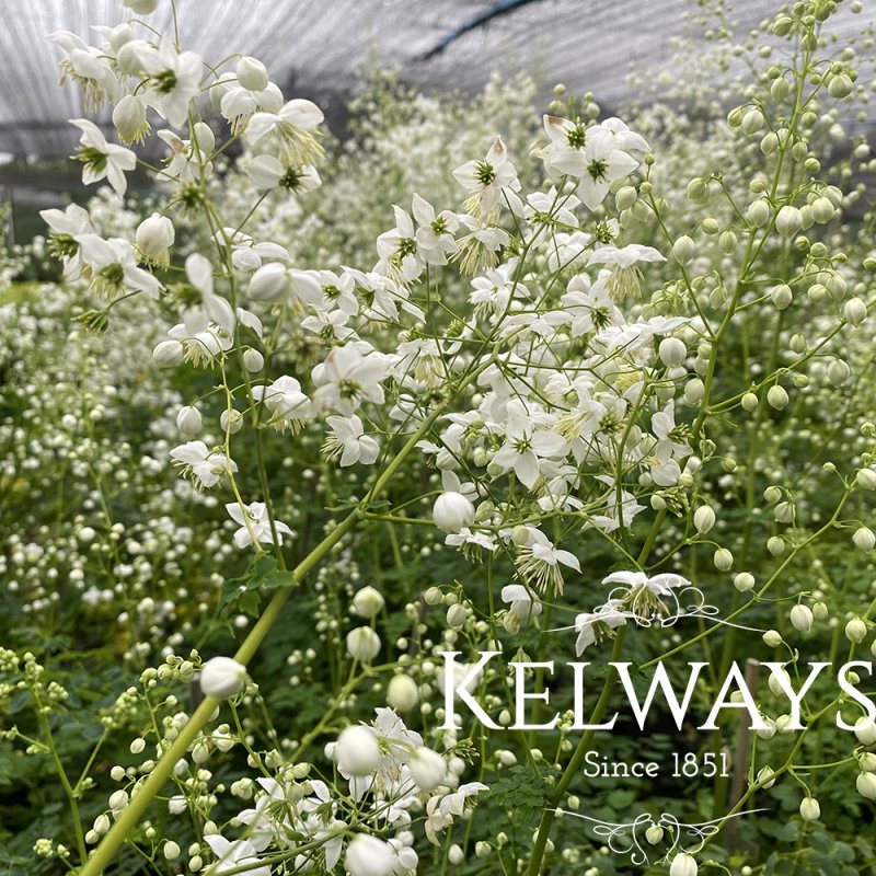 Thalictrum Splendide White ('Fr21034' PBR)