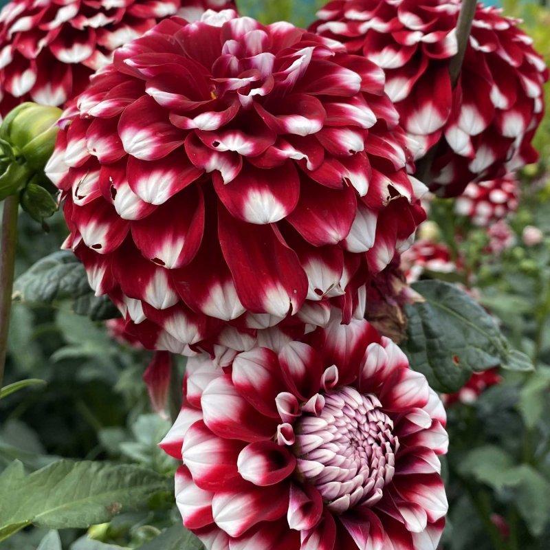 Dahlia Checkers