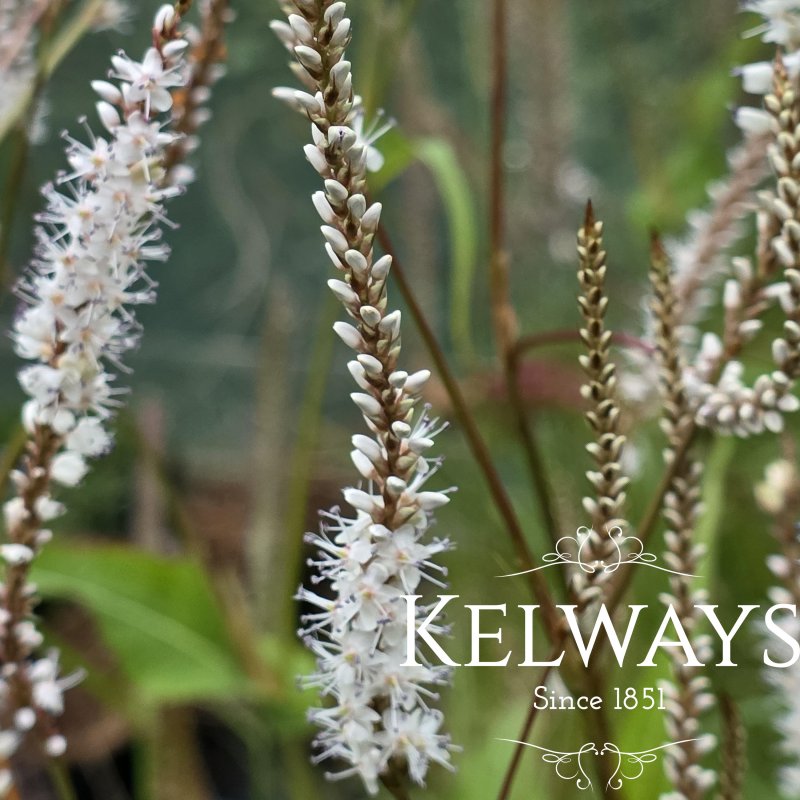 Bistorta amplexicaulis 'Alba'