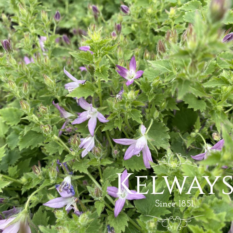 Campanula poscharskyana 'Pinkins'